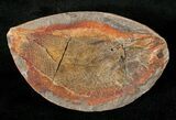 Boreosomus Fossil Fish From Madagascar - Triassic #16748-2